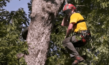 Tree Climbing Sportivo
