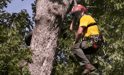Tree-Climbing-Sportivo